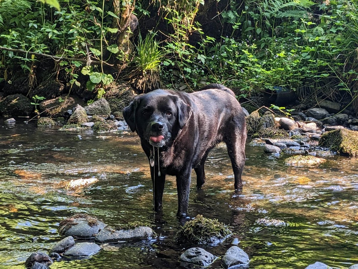 dementiadog's tweet photo. During the hot weather we need to be mindful of our canine companions! Carla has shared some hot weather photos of Billy.... keeping cool at the river. Try to avoid walking your dog at the hotest part of the day. More tips later in the week https://t.co/fpTpHIkmvT