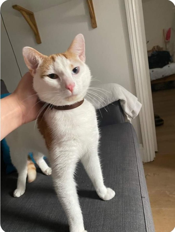 _stcr_'s tweet photo. Just look at the amazing updates I got of Spicy in his new forever home 😍😍❤️

#rescuecat #catrescue #gingerandwhitecats #southwarktinycatrescue #updates #happyending https://t.co/r8DbQFwsrk