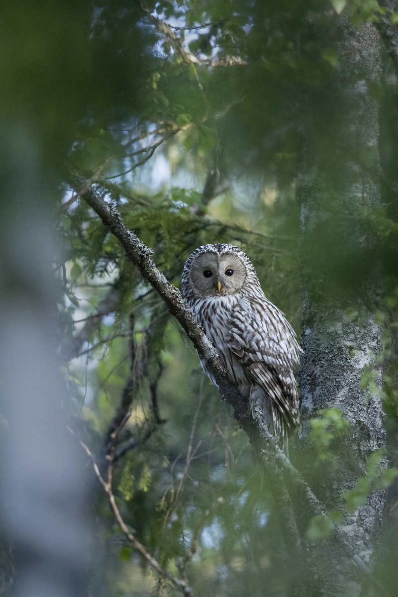 Amongst the old growth forest, a pair of dark eyes stare back at me 🦉 

The unsettling gaze of a Ural Owl wasn’t something I thought I’d see in the wild for quite some time. For me, Ural Owls were a bird that belonged in books - Until last week in Western Finland 😍