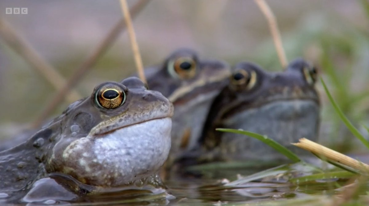 No Context Springwatch tweet media