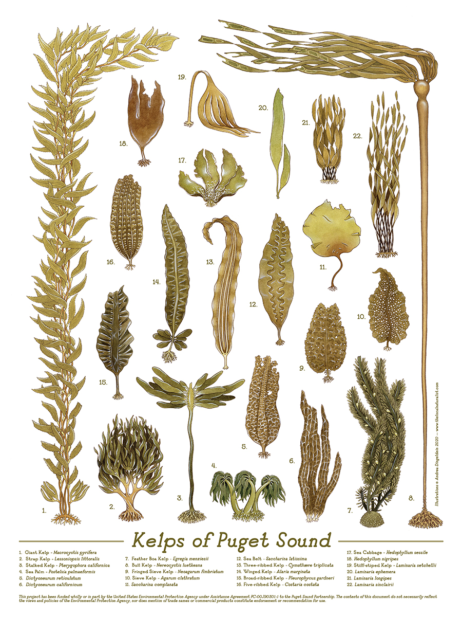 Puget Sound Partnership tweet media