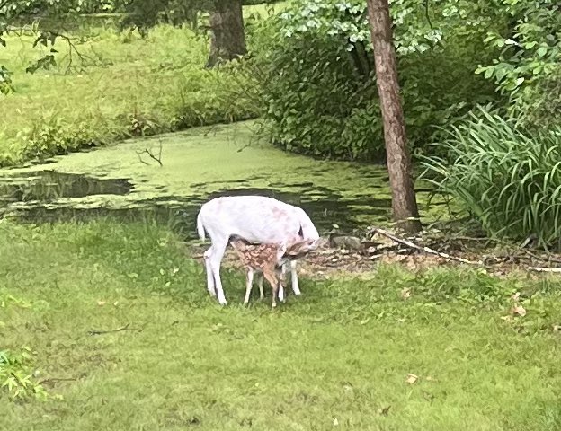 PPeerceLanders's tweet photo. Just sitting here in the kitchen looking out the window and I saw a #whitedeer #deer nursing her two #fawns. Wow! What a privilege. Then she was gone. https://t.co/dxqUSctBfH