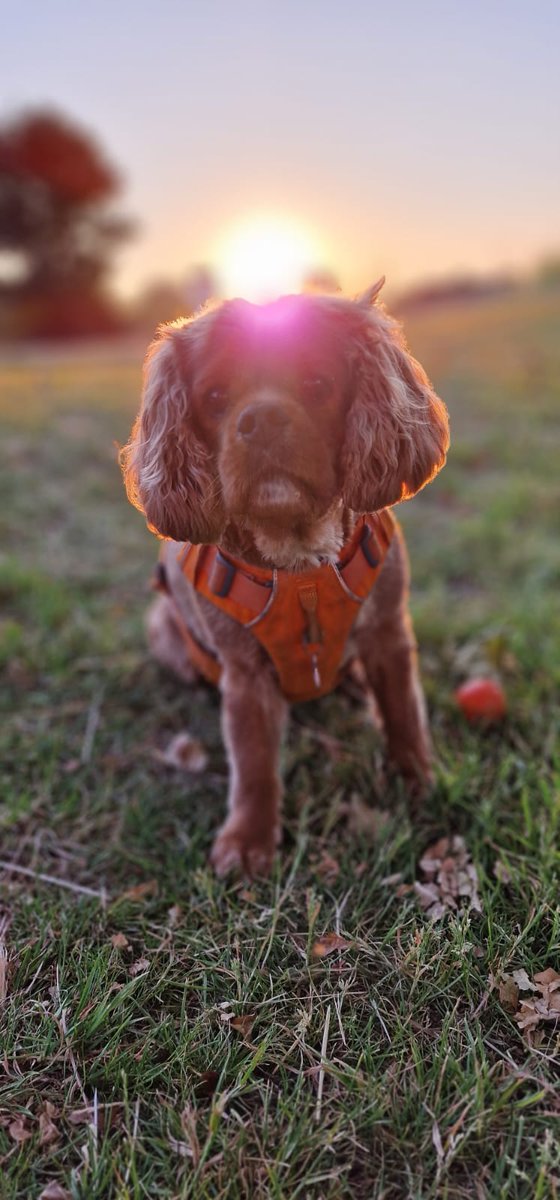 chester_friends's tweet photo. #Cavpack 😇 😇😇😇😇☀️☀️☀️☀️☀️ Summer evenings.  Cheers everyone 🍺 🍷🍷🍷#SummerNights #CavpackSummerOfFun https://t.co/jGZc5EwTvZ