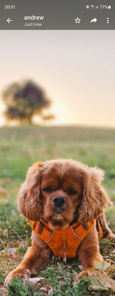 chester_friends's tweet photo. #Cavpack 😇 😇😇😇😇☀️☀️☀️☀️☀️ Summer evenings.  Cheers everyone 🍺 🍷🍷🍷#SummerNights #CavpackSummerOfFun https://t.co/jGZc5EwTvZ