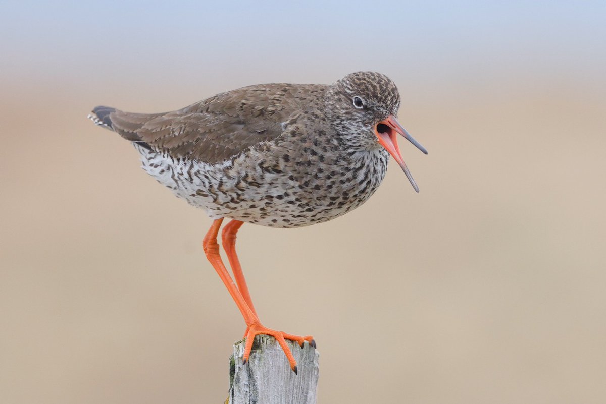 Coming in late for #WaderWednesday, a noisy Common Redshank from Flatey Island on the recent @naturetrektours #BirdsSeenIn2023 #Shorebirds