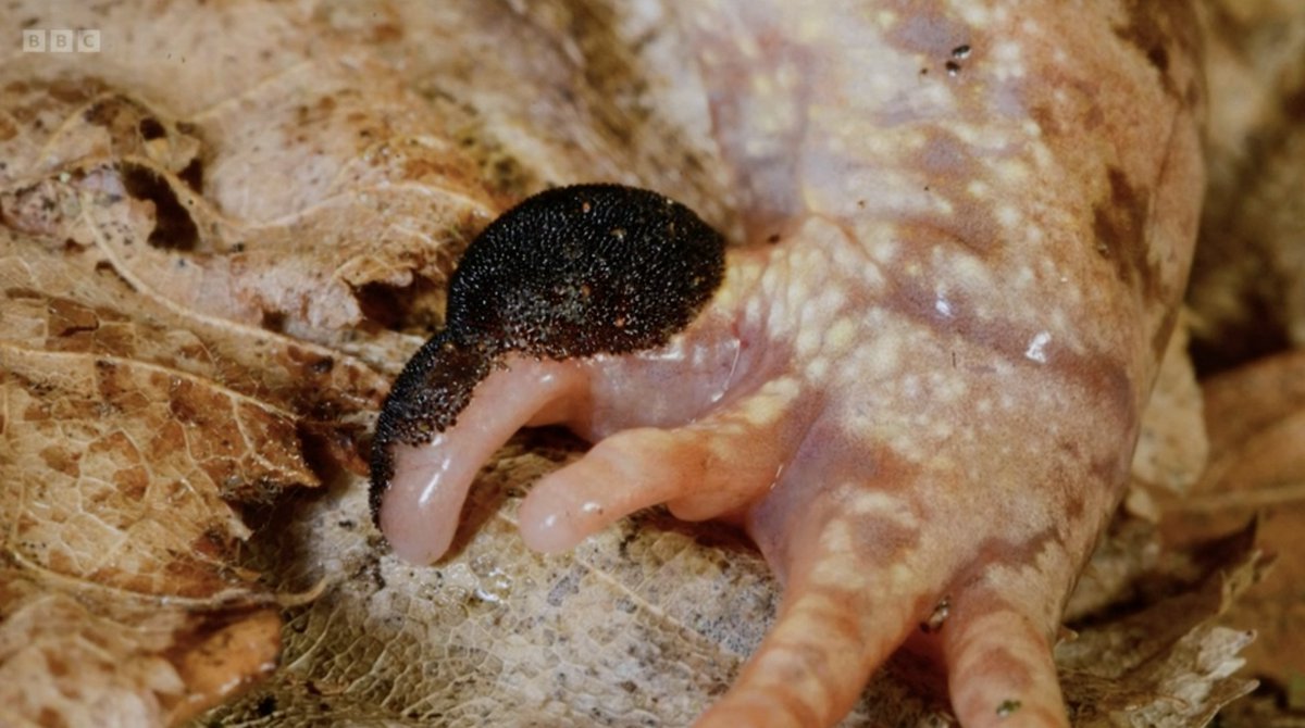 No Context Springwatch tweet media
