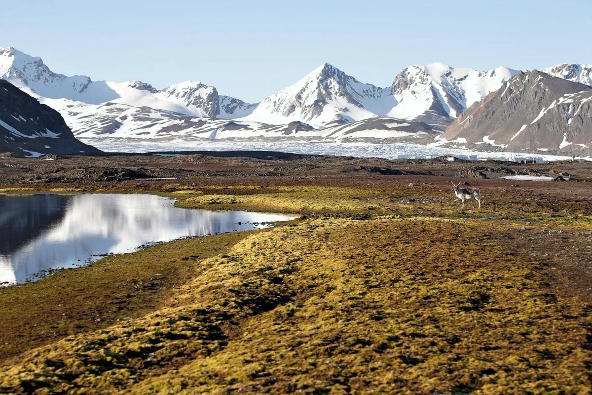 I can not say much right now...but really excited to go to Svalbard with an art foundation this summer...next year we will see the results :-) #artandscience