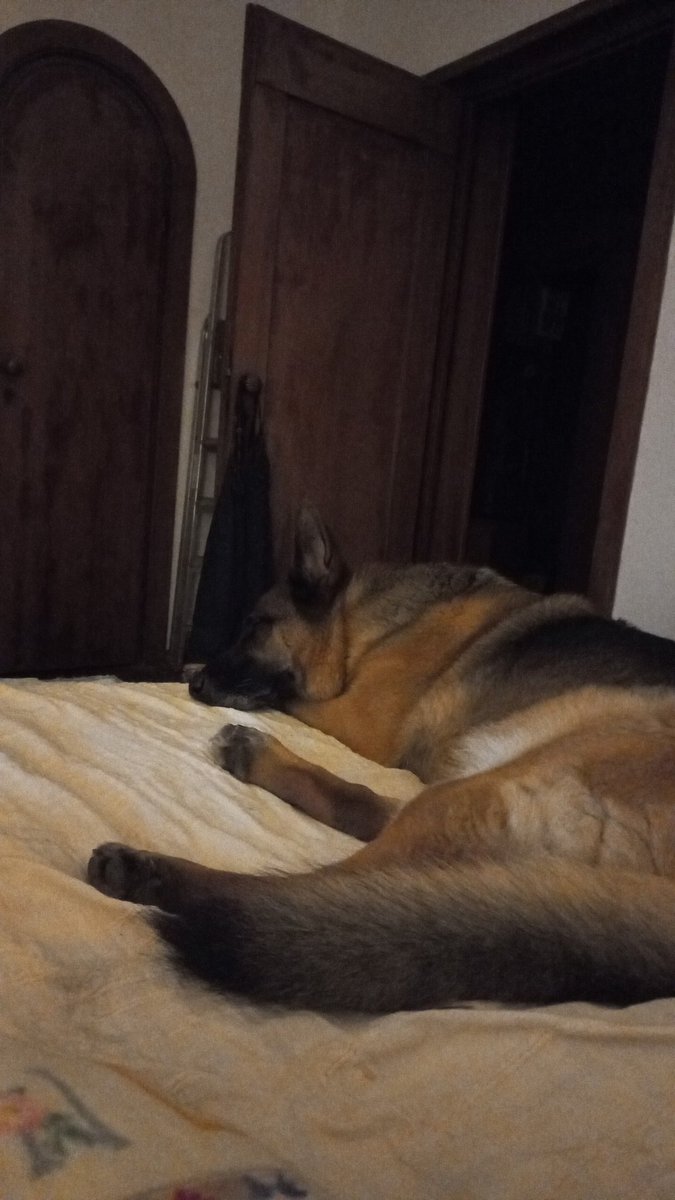 fiftycb's tweet photo. Temporale...tuoni, leggera brezza e...incantevole #petricore che entra nella camera...#Bubu dorme accanto a me, io penso.
#softnight di 💫💤 https://t.co/k8j0u9YxBn