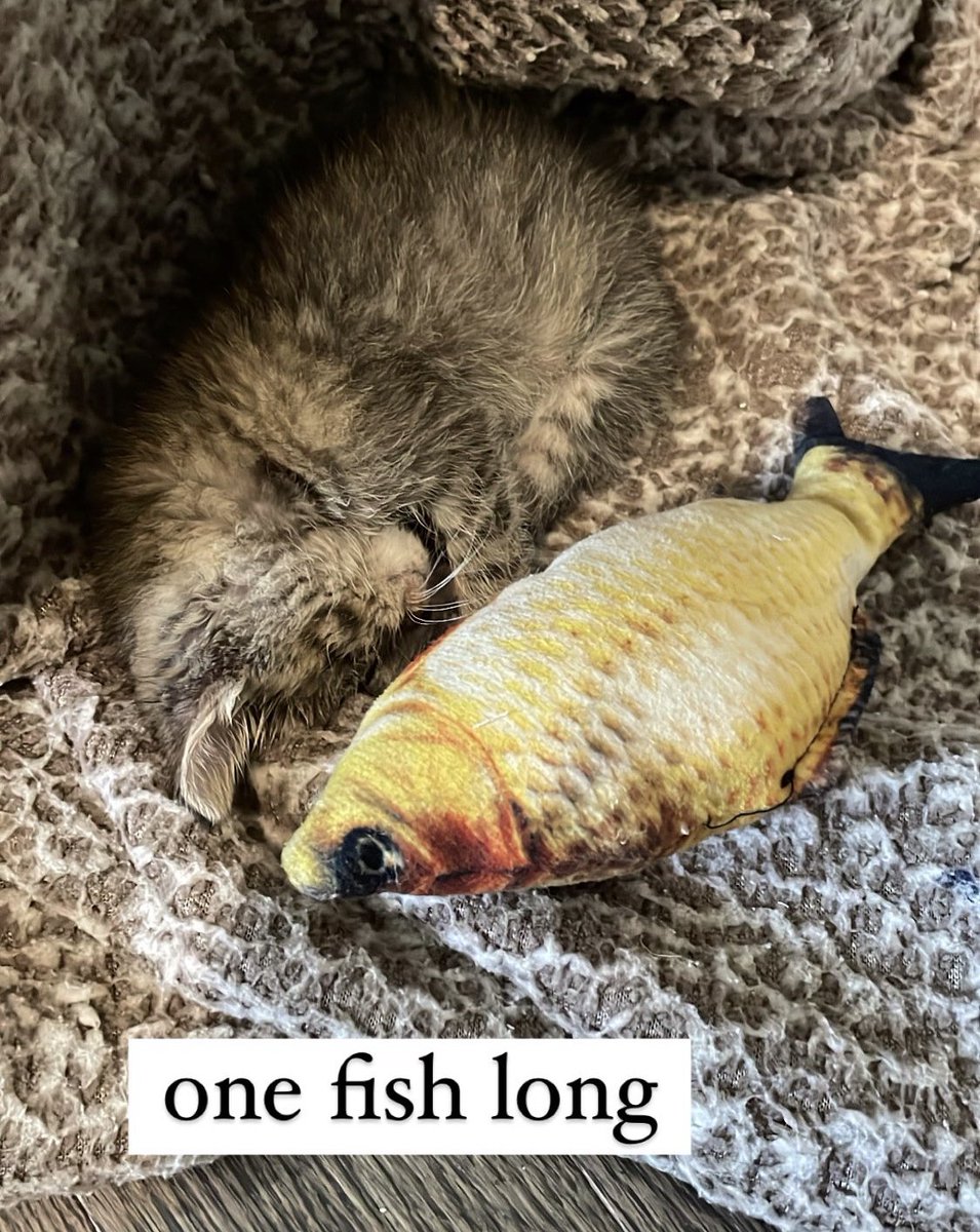 Deertush's tweet photo. one fish long https://t.co/2d3IjMDVGp