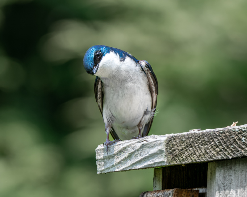 CDavisStudios's tweet photo. New Tree Swallows at https://t.co/uUo7t6tNXs in the Backyard Birds gallery! https://t.co/PaSkQEfSjw