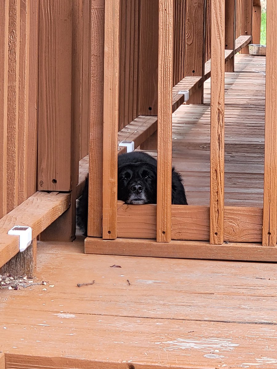 YoshiChaos's tweet photo. It's nice having my own yard to run free, but dad seems to forget I'm supposed to go everywhere with him... https://t.co/Yk3cSXD9rh