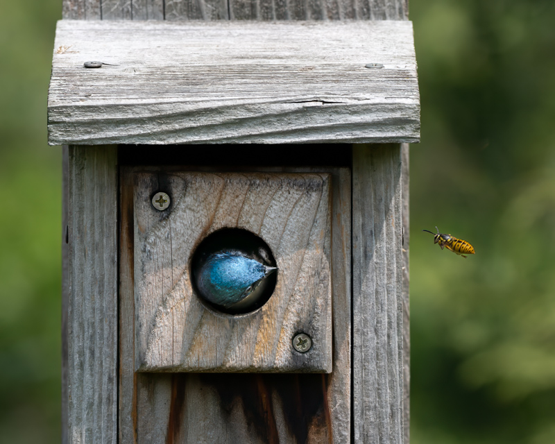 CDavisStudios's tweet photo. New Tree Swallows at https://t.co/uUo7t6tNXs in the Backyard Birds gallery! https://t.co/PaSkQEfSjw