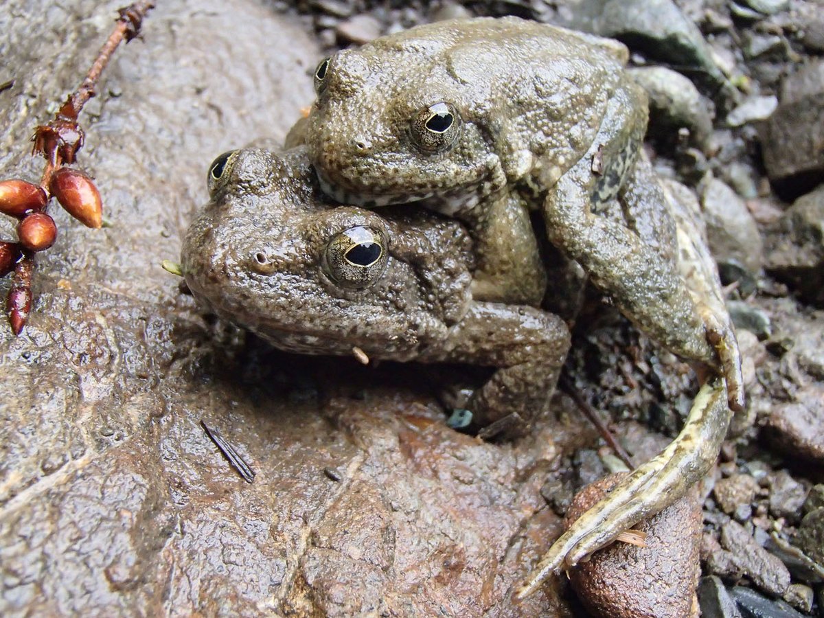 Amphibian OTD: Foothill Yellow-Legged Frog