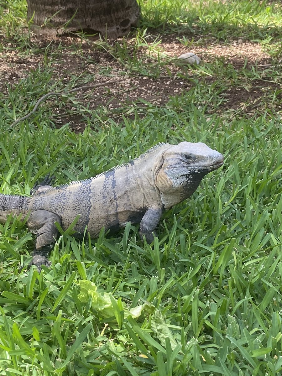 samcox77's tweet photo. Not quite a mini beast but we are trying to stay on topic! 
@SchoolReedness https://t.co/M3Vs7dxoMi