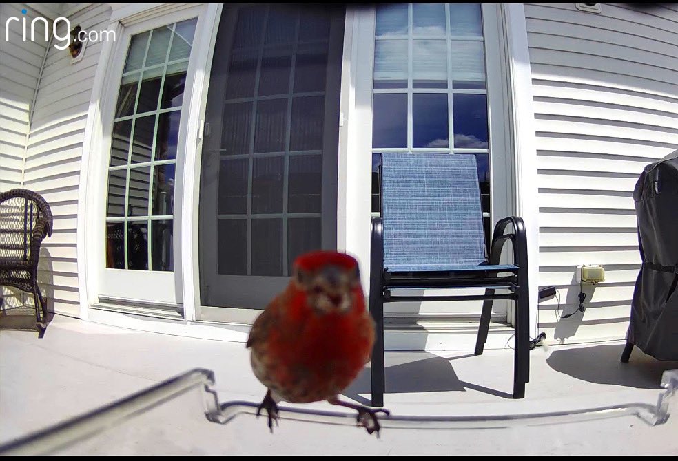 Andrea Smith (@andreasmith) on Twitter photo Put a security camera in a birdfeeder and you get all sorts of fun entertainment. Read my review of the Wasserstein birdfeeder camera case on <a href="/CNNUnderscored/">CNN Underscored Deals</a>
cnn.com/cnn-underscore… Put a security camera in a birdfeeder and you get all sorts of fun entertainment. Read my review of the Wasserstein birdfeeder camera case on <a href="/CNNUnderscored/">CNN Underscored Deals</a>
cnn.com/cnn-underscore…