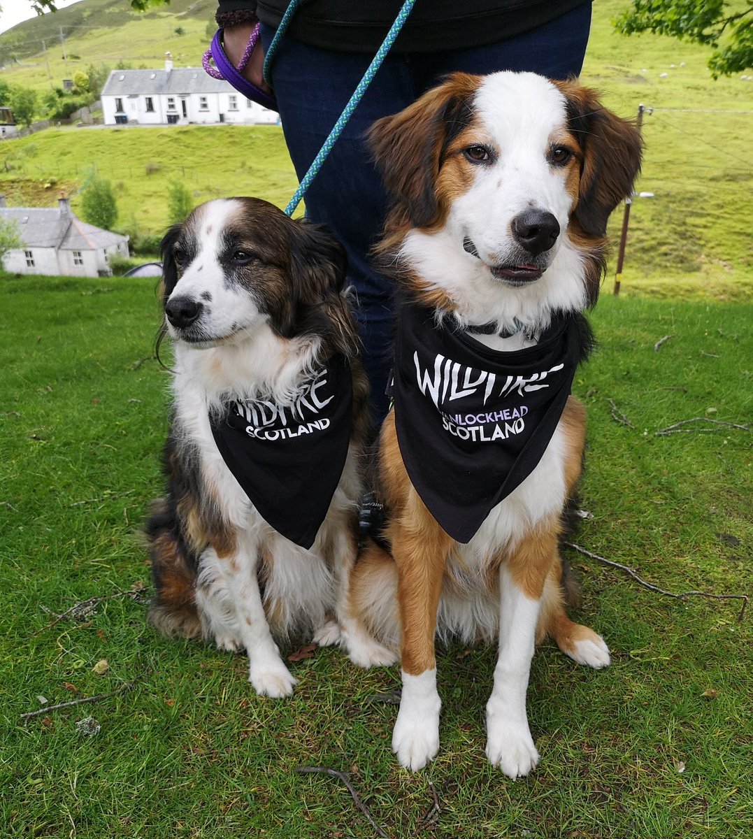 BernieCassie's tweet photo. @TheOverBorders @LadyPandalorian I've got to make this year's #rockdogs bandanas this week - we're off to Scotland next weekend! https://t.co/3kK8R9jBky