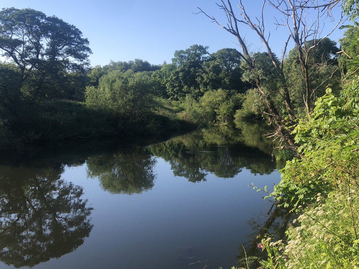 GillReads's tweet photo. Quick walk along the Clyde at Motherwell this evening, butterflies everywhere. There are technically adorable ducklings in this photo! #30DaysWild https://t.co/Fulu35GuN7
