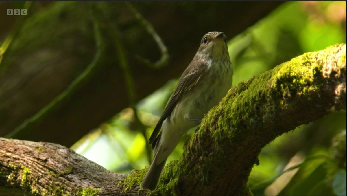 The spotted (streaked) flycatcher ❤️

#Springwatch