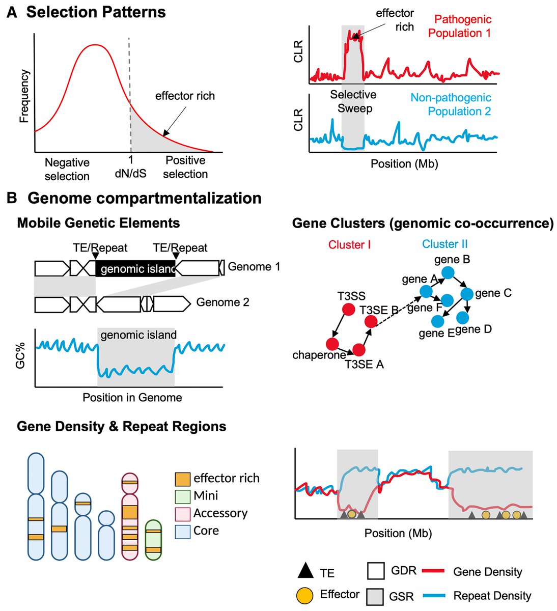 Reviewing the key discovery of effector biology/identification, Amelia H. Lovelace et al. discuss features, bioinformatic analysis tools, and breakthroughs related to effectors in various bacterial, fungal, and oomycete pathogens of plants.

Read for free: doi.org/10.1094/PHYTO-…