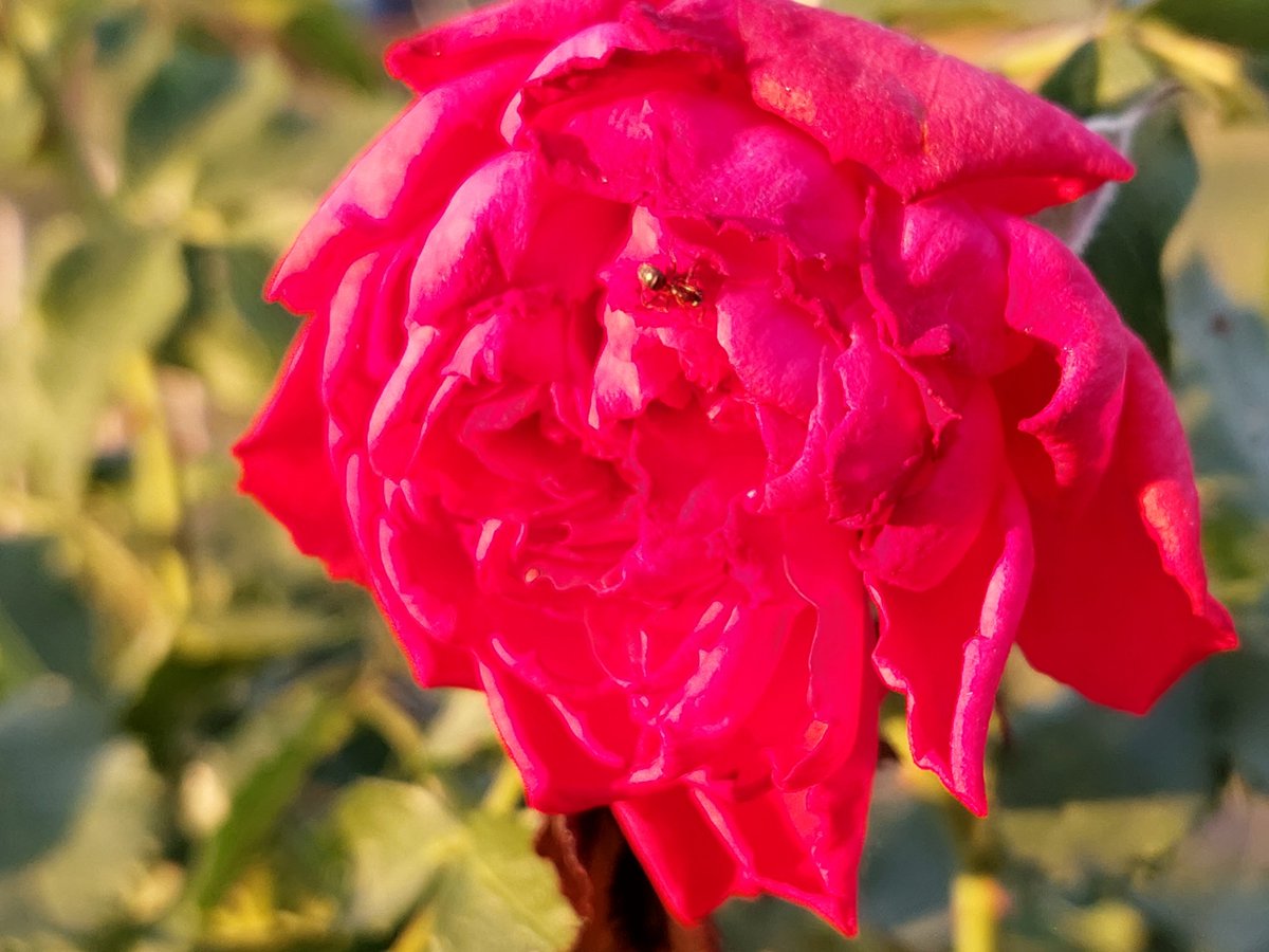 #RoseWednesday  #twittergardening

Pirmās rozes