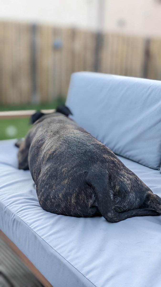 ZarahPattison's tweet photo. This one has not been coping in the #ScotlandHeatwave. A cool breeze has finally arrived tonight now though... #NinjaTheStaffie https://t.co/uP3pX07ZPP