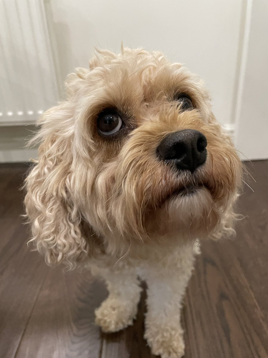 PPoochin's tweet photo. @PeggyCh01549336 Every day Peggy ❤️ it’s the best 🦴 And I hope you are good too 🦴Here I am looking presidential 🦴 https://t.co/RLONBj7vZS