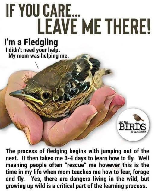 Friends of Llanddwyn & Newborough Forest 💙 (@fonewboroughb) on Twitter photo 