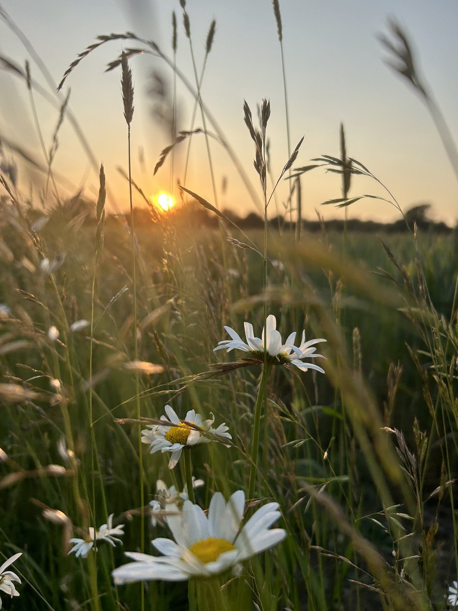 Pops__o's tweet photo. I walk Molly along pretty much the same route everyday and every sunny day I look forward to the last part of our walk where we turn a corner and the sun is there, big in the sky, welcoming us home. I never get bored of it https://t.co/Ayh7CLdTjU