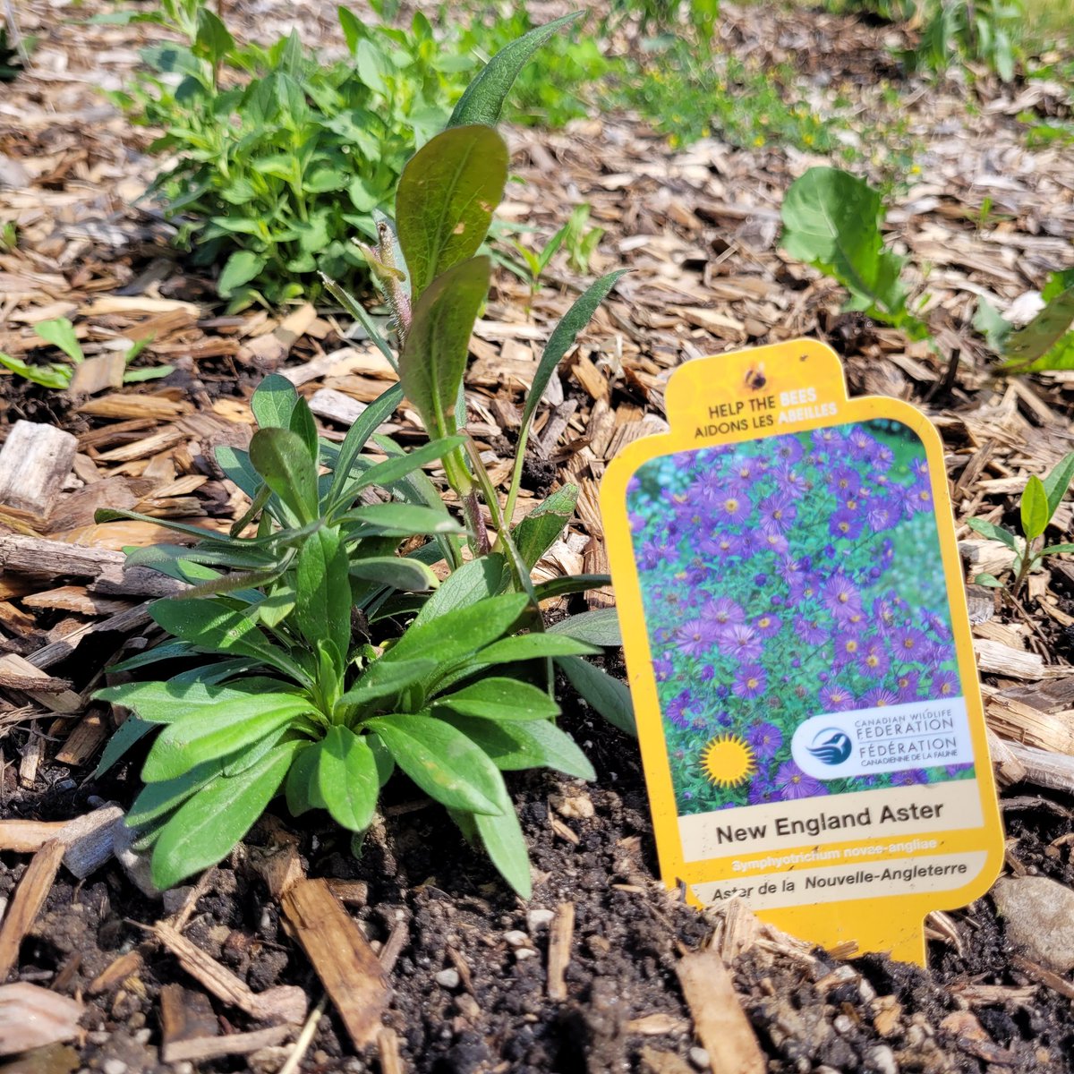 Mr. Dollin AKA Chuck tweet media