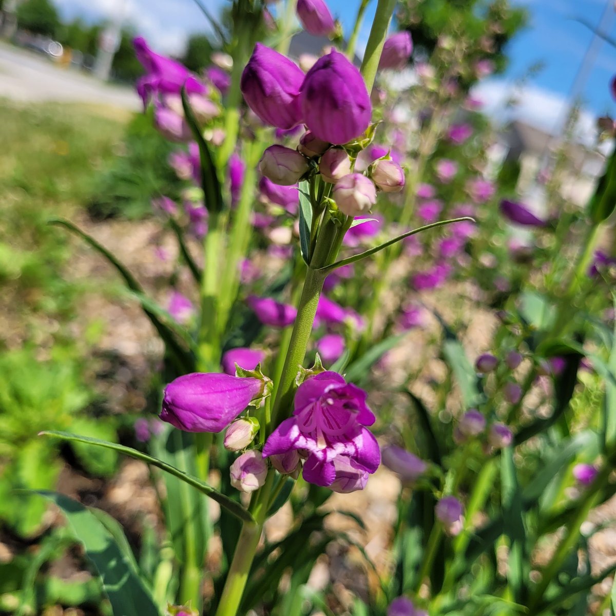 Mr. Dollin AKA Chuck tweet media