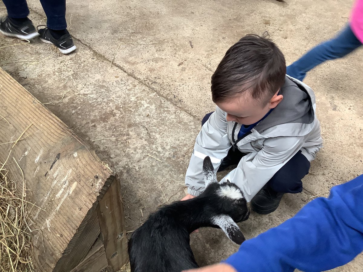 MsArmstrongRPS's tweet photo. Reception had a fantastic trip to @WhitehouseFarm_ last week @RedesdalePrim https://t.co/xhUHokPhaR