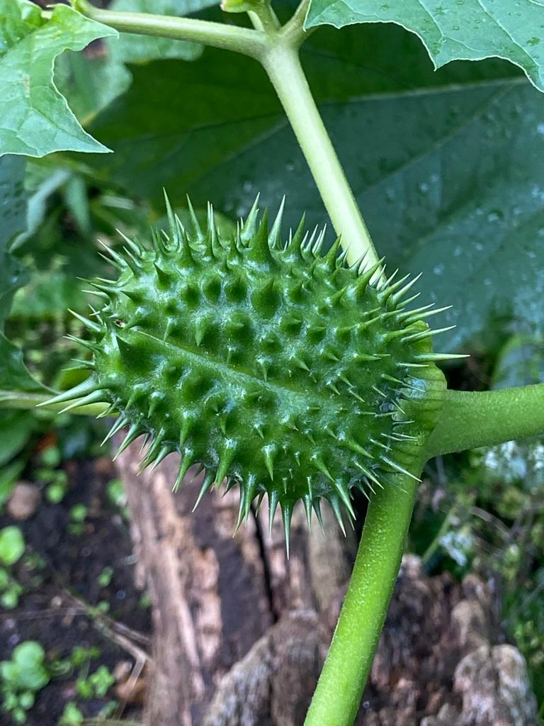 cristalrox1's tweet photo. @SteveW69x We had one  in our garden last year. Beautiful. https://t.co/iIP4gUVmy0