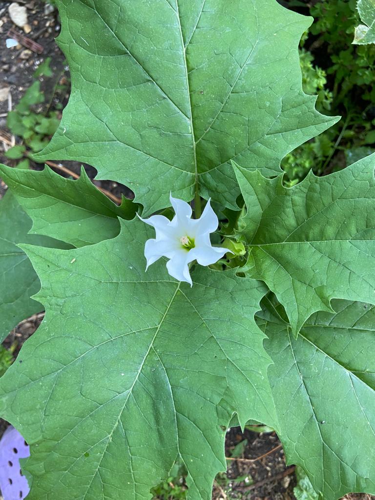 cristalrox1's tweet photo. @SteveW69x We had one  in our garden last year. Beautiful. https://t.co/iIP4gUVmy0