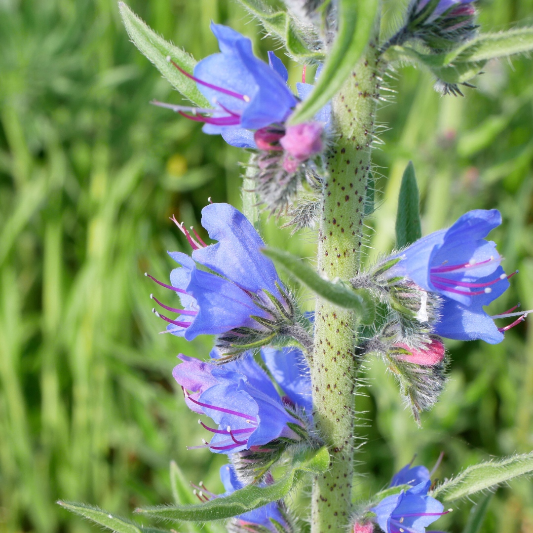 HiKathrynShaw's tweet photo. Viper's Bugloss - Echium vulgare - Lus nathrach

Family: Boraginaceae
Time of year: June
Location: Downpatrick

#NativeIrishWildflower #Wildflowers #WildflowersofInstagram #VipersBugloss #Echiumvulgare #Photography #NaturePhotography #IrelandNature https://t.co/fowpTvodfo