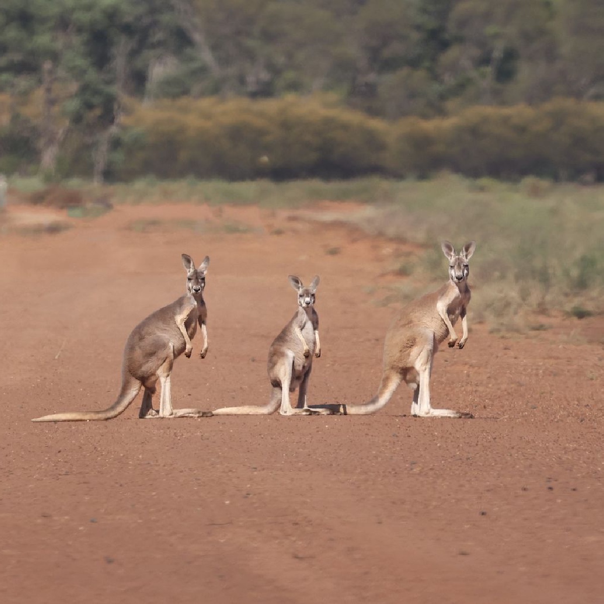 Triple #kangaroo cuteness 🦘🦘🦘 IG/sanjaya_nature_photography captured this photogenic trio on a recent visit to #OolambeyanNationalPark in the the Riverina region of @NewSouthWales. #seeaustralia #comeandsaygday https://t.co/2EE8helM6T