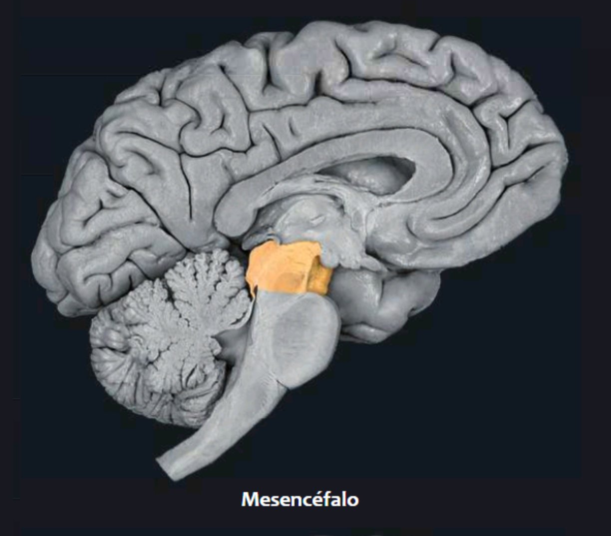 Mesencéfalo