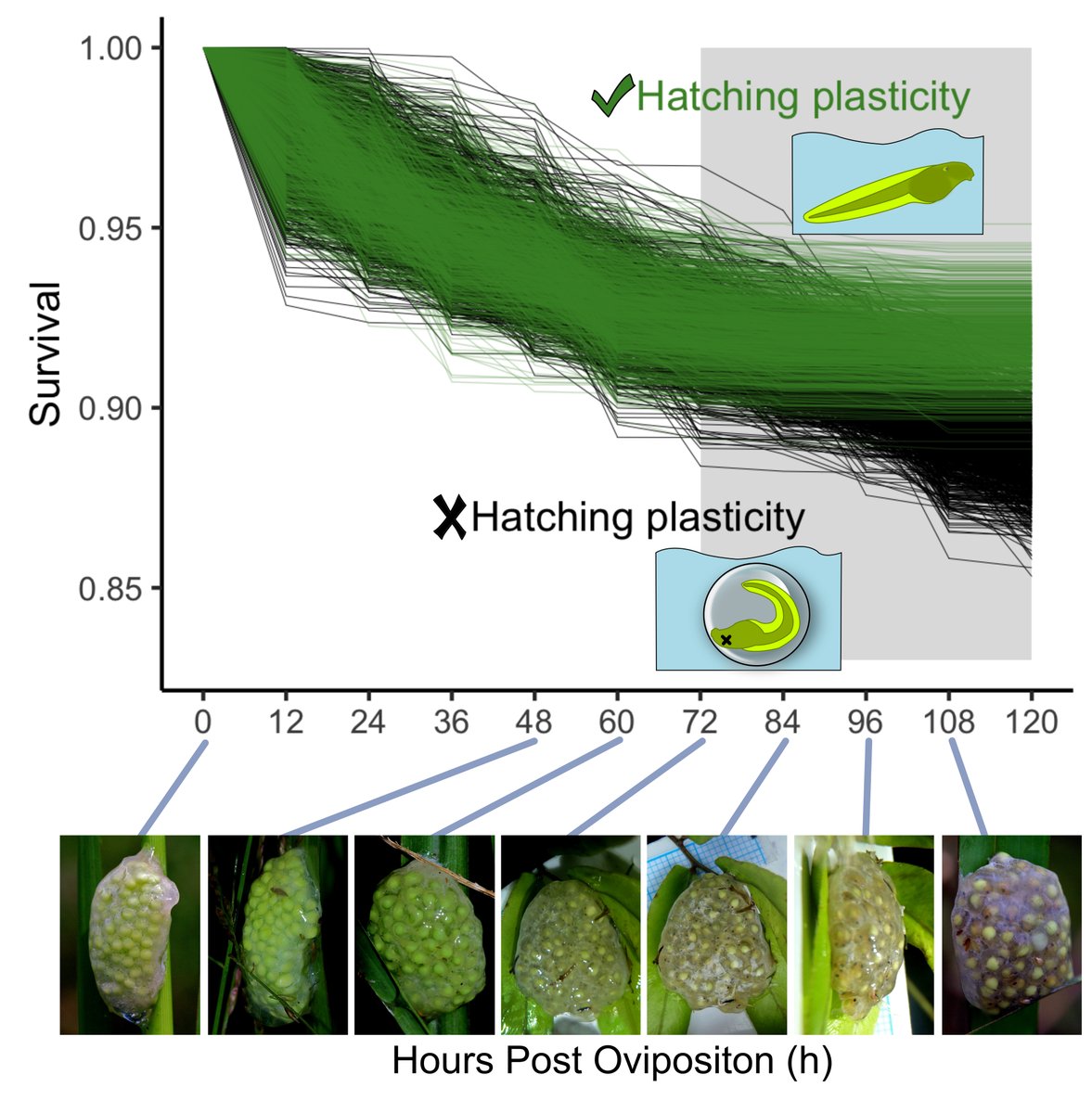 Many amphibians can adjust hatching times in response to external factors. 

For terrestrial eggs, flooding can cause embryos to hatch early. 

Poo et al studied this plasticity in rhacophorid tree frogs in Thailand. 

amphibiaweb.org