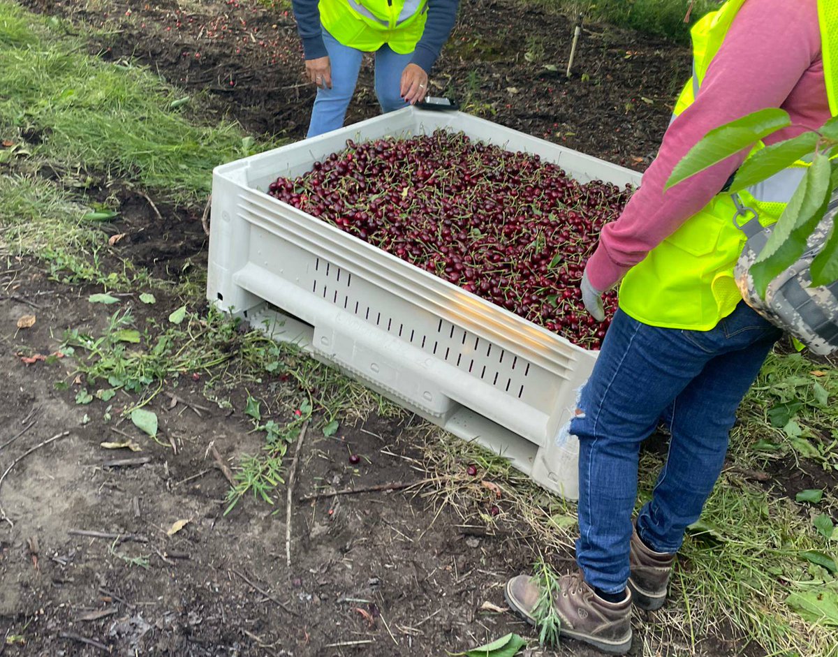 It’s 6am on the first day of the cherry harvest season for this crew in Yakima County, WA. The bin is being examined for size and color to determine how ready these rows are for harvest. #WeFeedYou