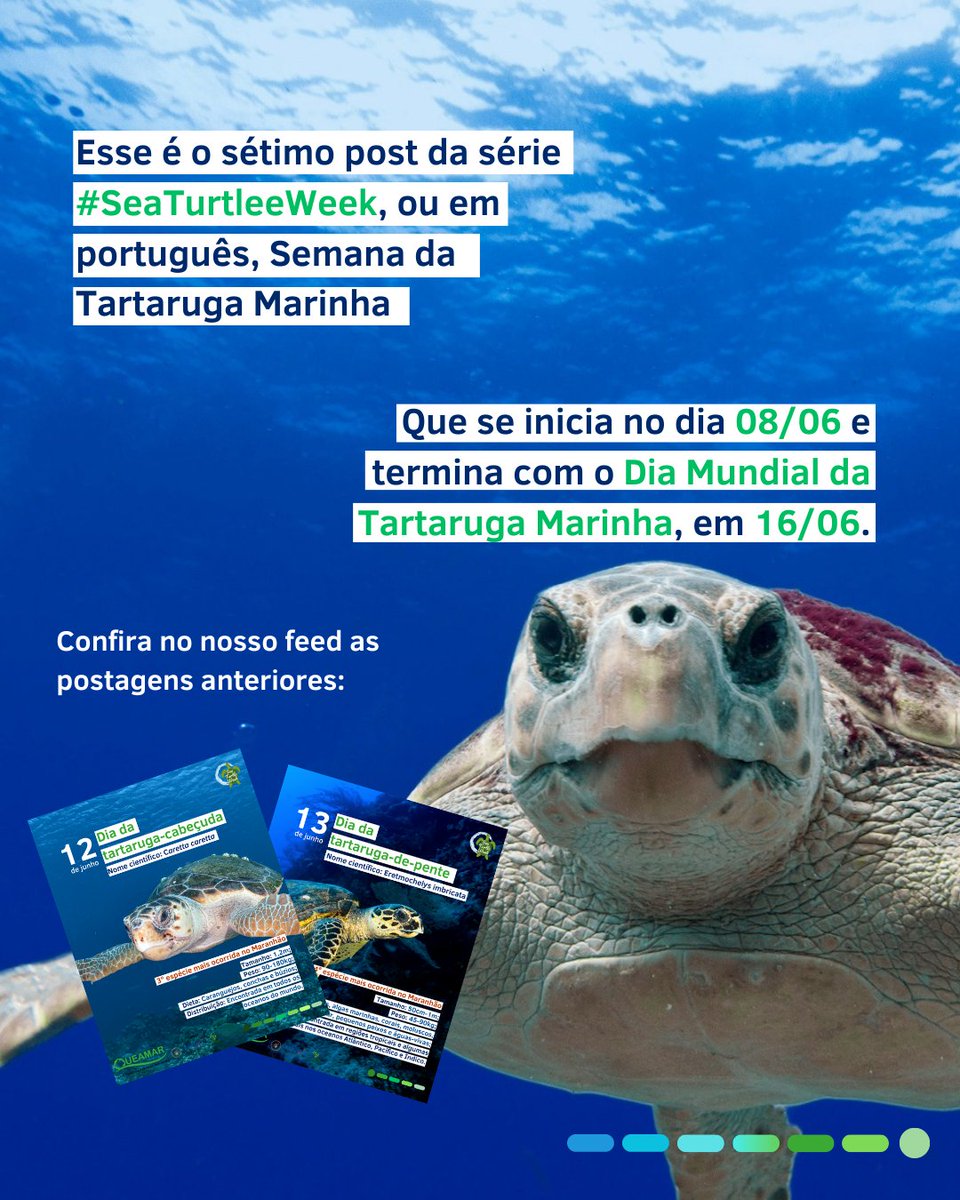 projetoqueamar's tweet photo. Essa é a nossa sétima postagem da série #SeaTurtleWeek, ou em Português, Semana da Tartaruga Marinha. Acompanhe nossas redes sociais para não perder as contribuições diárias! https://t.co/dX4fup2DlB