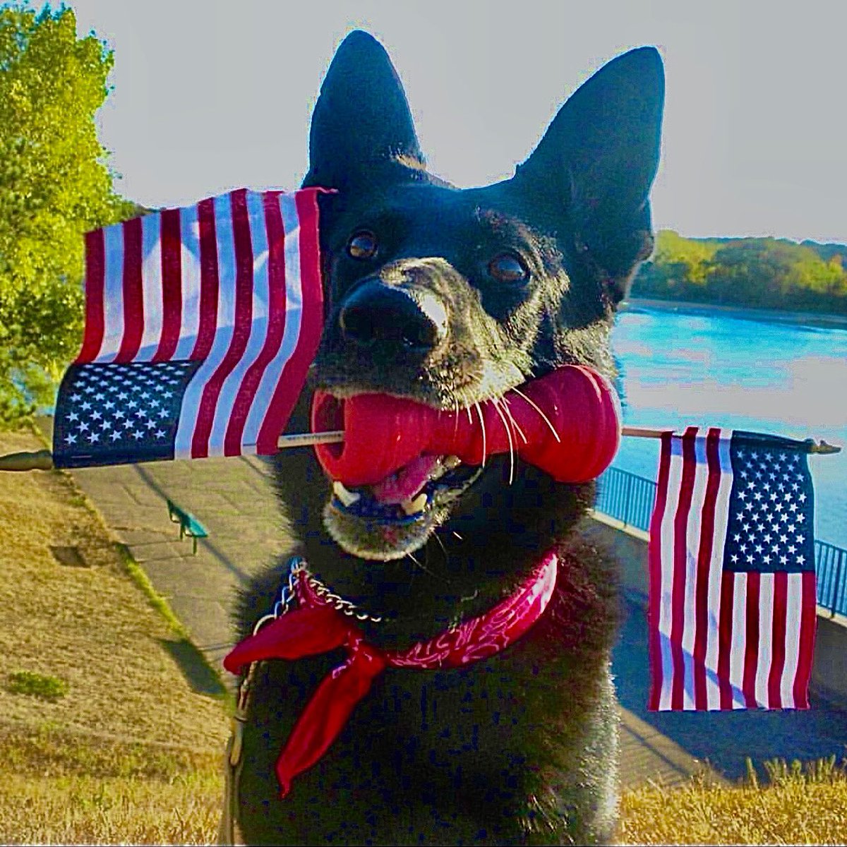 DogsforDefense tweet picture