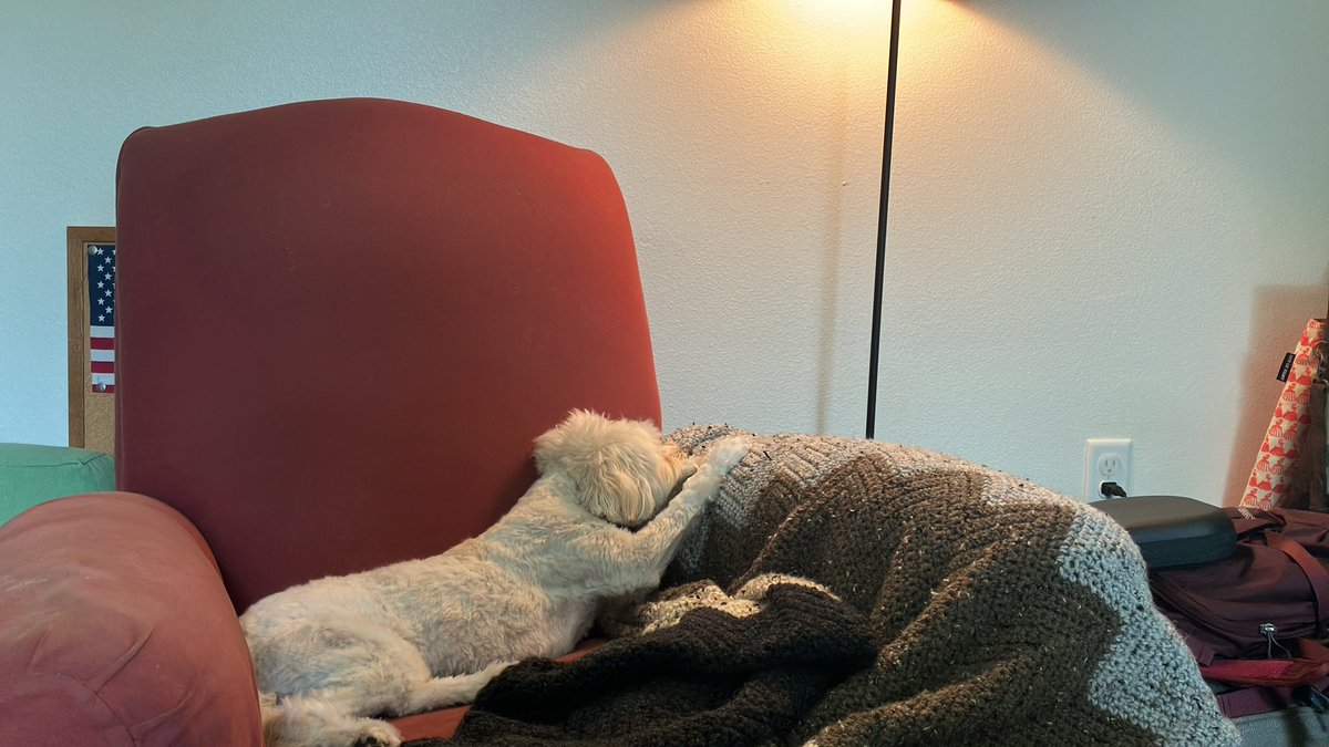 willthewordguy's tweet image. #summerdog