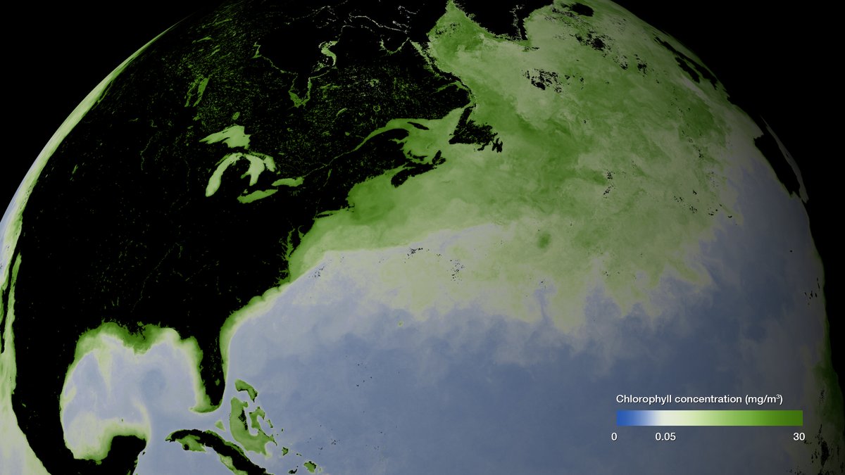 This image shows chlorophyll (shown in green) measured by @NOAA/@NASA’s #SuomiNPP & NOAA’s #NOAA20 satellite from May 2023.

Algae are made up of chlorophyll, and whales are often present in these areas, since the small critters they consume eat algae. 🐋 #NationalOceanMonth