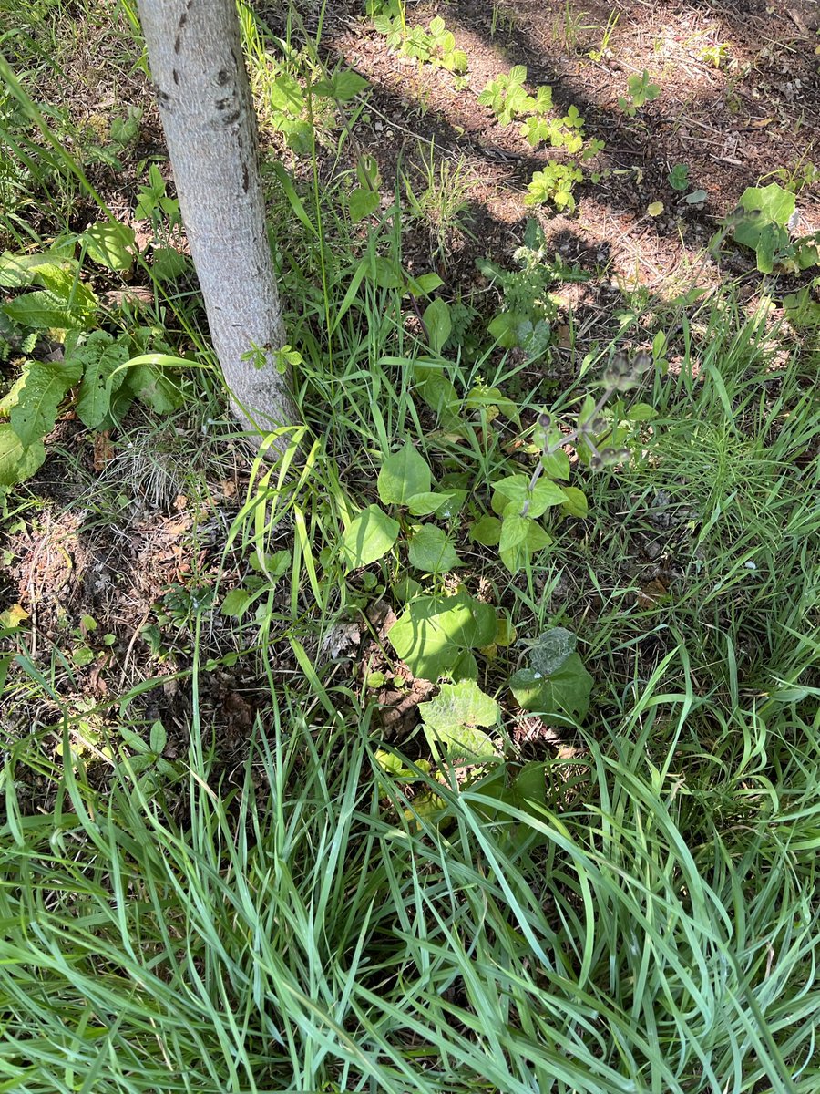 Agronomysilvers's tweet photo. Spraying Japanese knotweed , Himalayan Balsam , Giant Hog weed and sedge grass today for @RibbleValleyBC #silverwoodspraying #crackingday https://t.co/4aVc7X4HOt