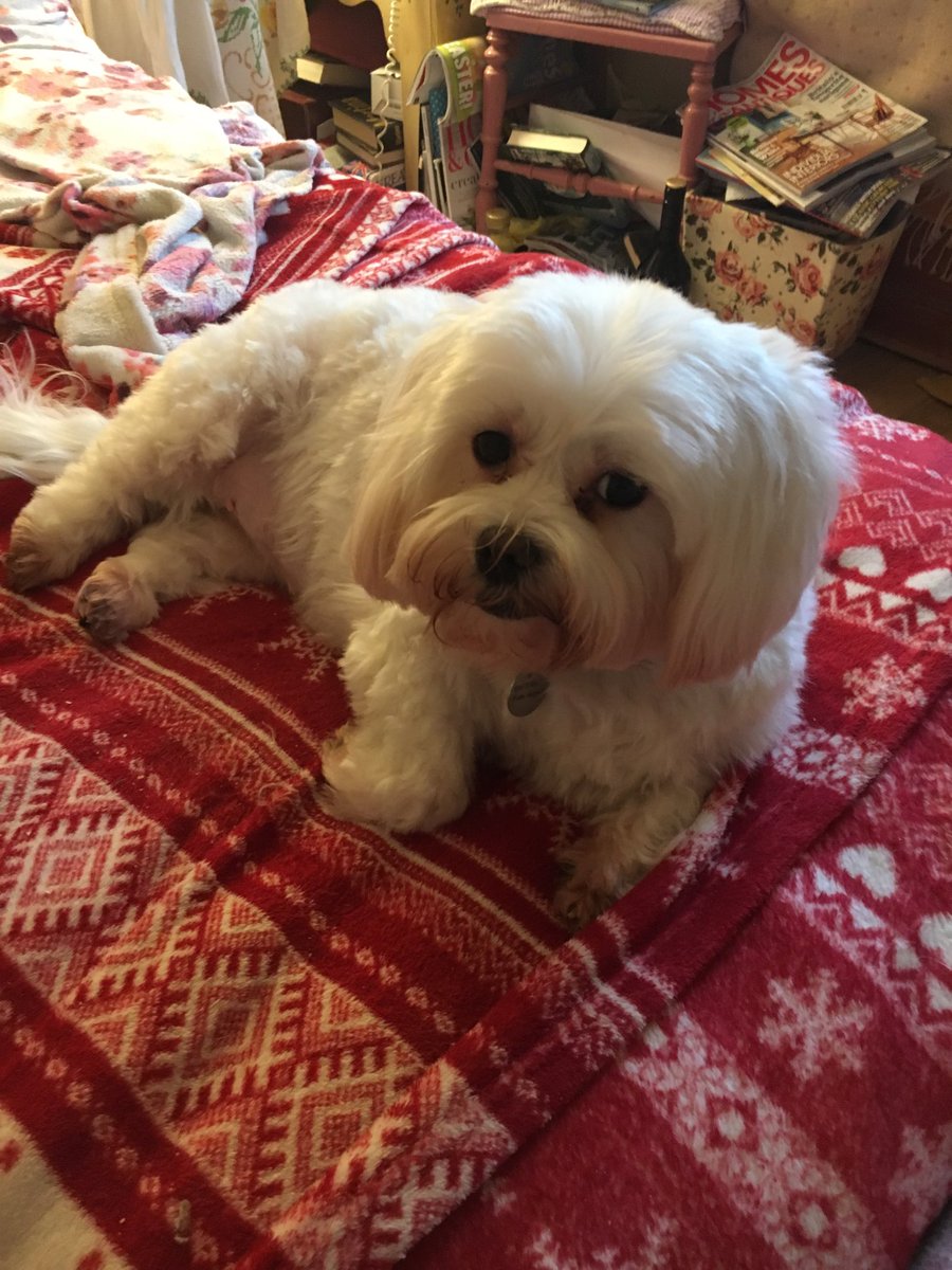 helen warlow tweet media