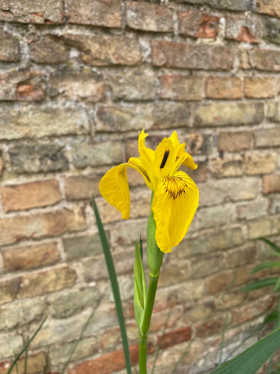 ElyMuseum's tweet photo. ☀️ Our courtyard plants are looking lush in the sunshine!

They demonstrate just how much the fens have changed – from a marshland filled with marsh fern, water mint, and fen violets, to a rich farmland producing flax, potatoes, oats and more!

#CelebrateTheFens #FensFriday https://t.co/32KpvYodtx