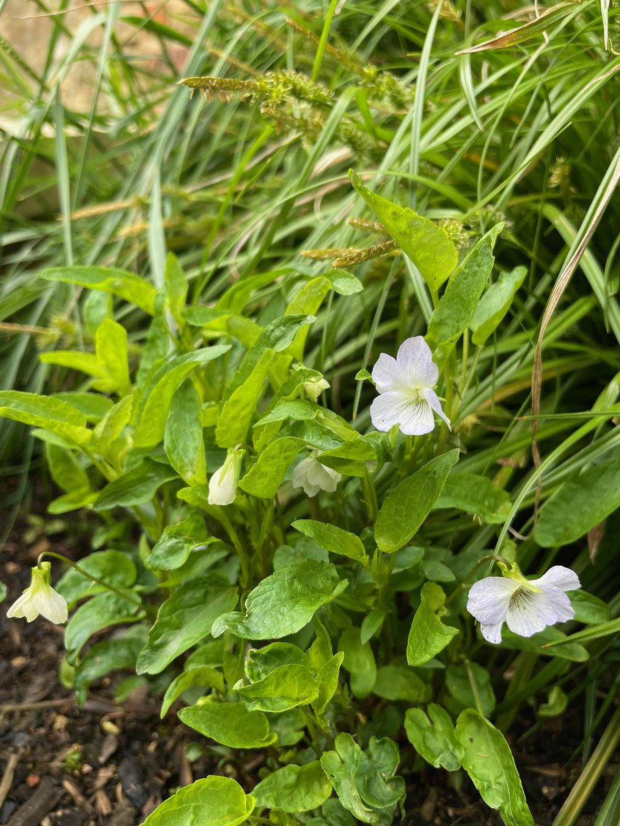 ElyMuseum's tweet photo. ☀️ Our courtyard plants are looking lush in the sunshine!

They demonstrate just how much the fens have changed – from a marshland filled with marsh fern, water mint, and fen violets, to a rich farmland producing flax, potatoes, oats and more!

#CelebrateTheFens #FensFriday https://t.co/32KpvYodtx