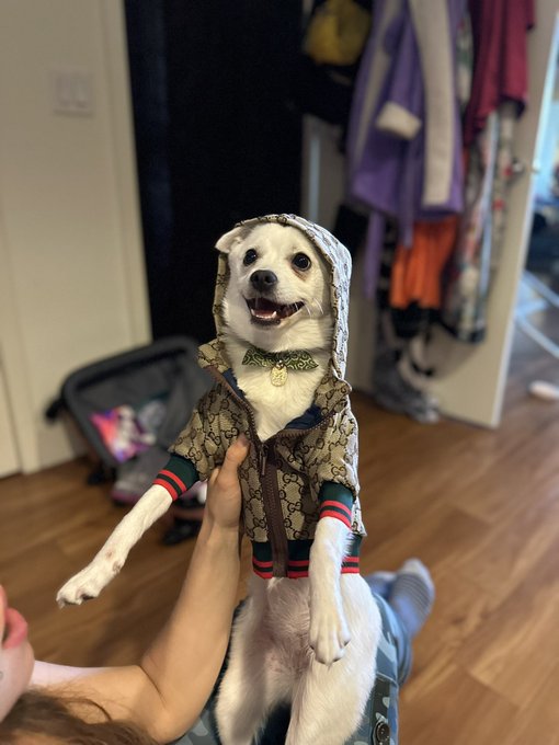 Thank you for these very comfy thong! Doesn&rsquo;t my puppy look so happy? https://t.co/amI6hRWlYP<a href="/tag/happyfathersday"class="tags"><span>#happyfathersday</span></a><a href="/tag/puns"class="tags"><span>#puns</span></a><a href="/tag/dadjoke"class="tags"><span>#dadjoke</span></a>