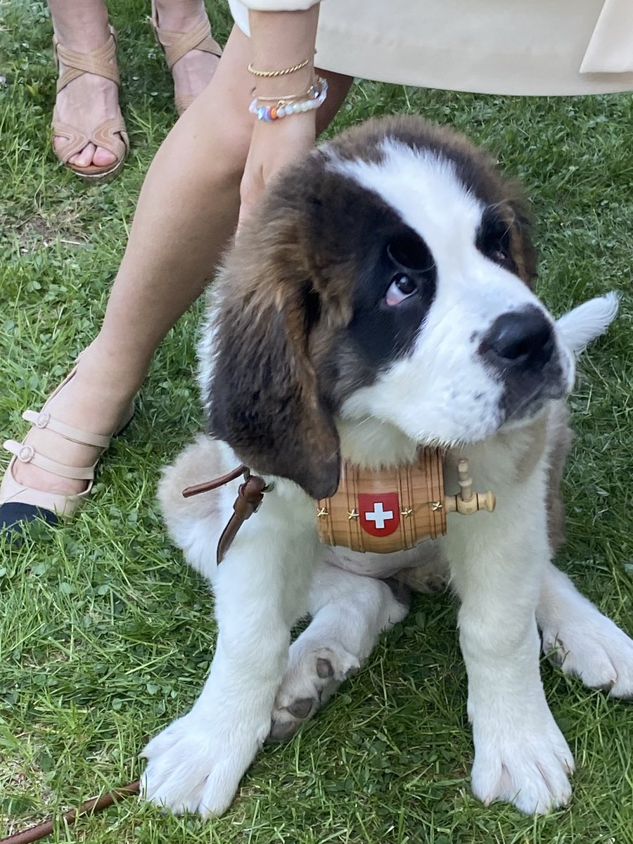 IEAmbSweden's tweet photo. Early celebration of the Swiss national day - jazz by the water and a St Bernard to get in the Alpine summer mood! Thank you @SwissAmbSweden and Grattis! https://t.co/ltjo62q1Bb