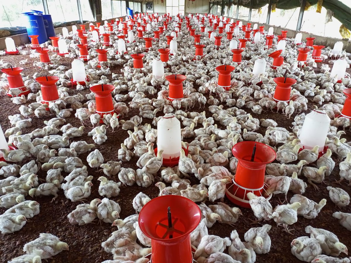 shinnexx1's tweet photo. Please Guys, i have over 3000kg of frozen chicken available for sale tomorrow.  
The Chicken will be processed tomorrow.
Details:
Location - Ibadan
Type - Nigerian Chicken
Price -  1850/kg
Minimum order - 20kg
Logistics- On you

PLEASE HELP RETWEET🙏🙏 https://t.co/AhZRdLnEdt