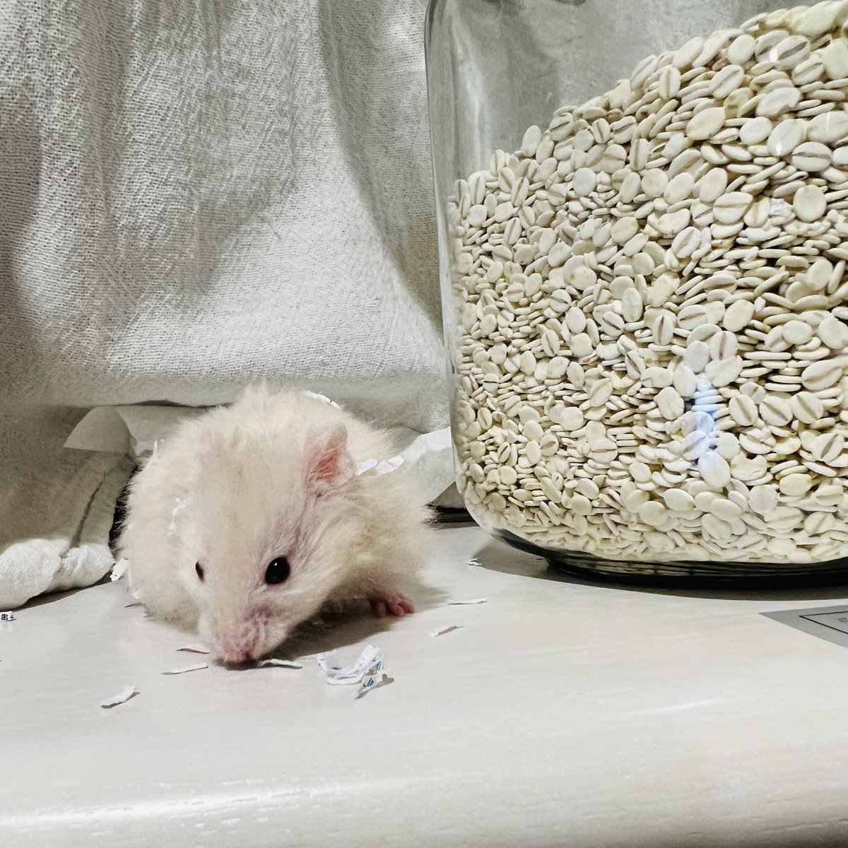 kedamono2020's tweet photo. \ご家族募集中/

🎂令和5年5月5日生まれ⑦男の子

🐹ブロンド・ロングコート

#ハムスター #福岡 #けだまものがたり https://t.co/cnnE1D1rR9